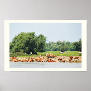 Nötkreatur och Donau Poster