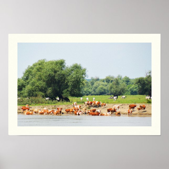 Nötkreatur och floden Donau Poster (Framsidan)