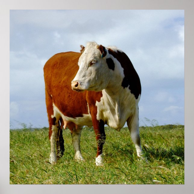 Nötkreatur. Poster (Framsidan)