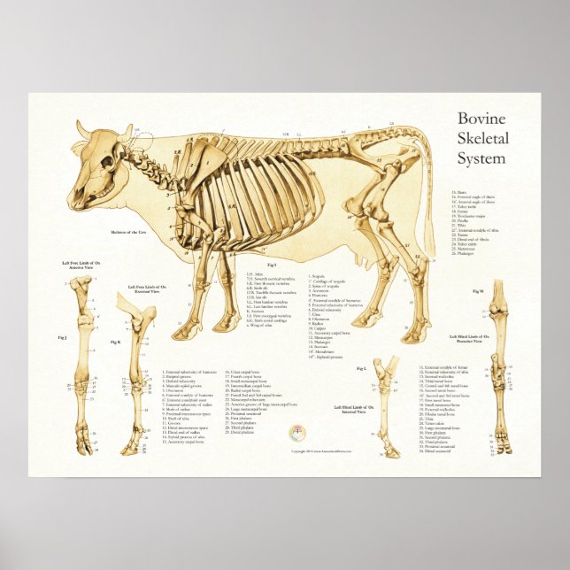Nötkreatur Skeletnisk anatomi Poster (Framsidan)