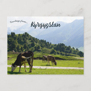 Nötkreatur som betar på en äng i Kirgizistan Vykort
