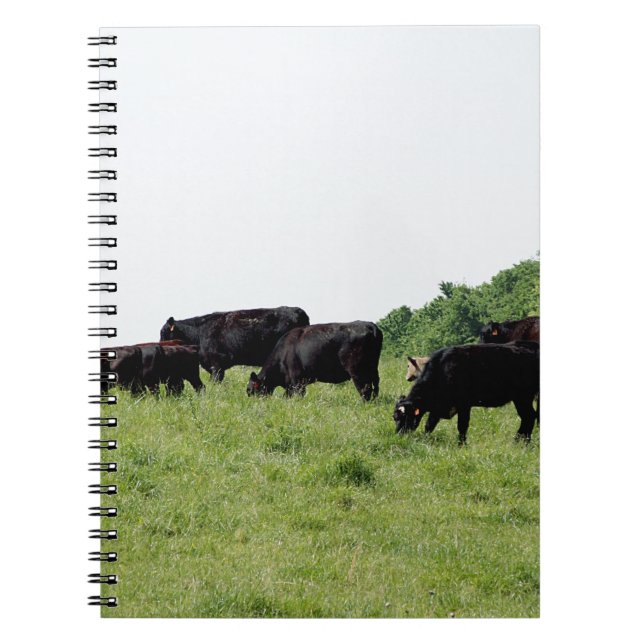 Nötkreatur svart Angus Anteckningsbok (Framsidan)