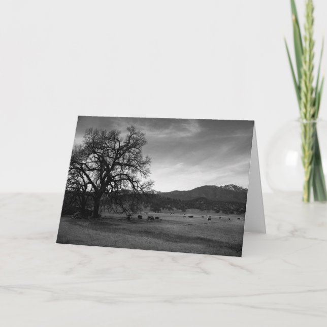 Nötkreaturnord av Stonyford, Colusa County, CA, Kort (Framsida)