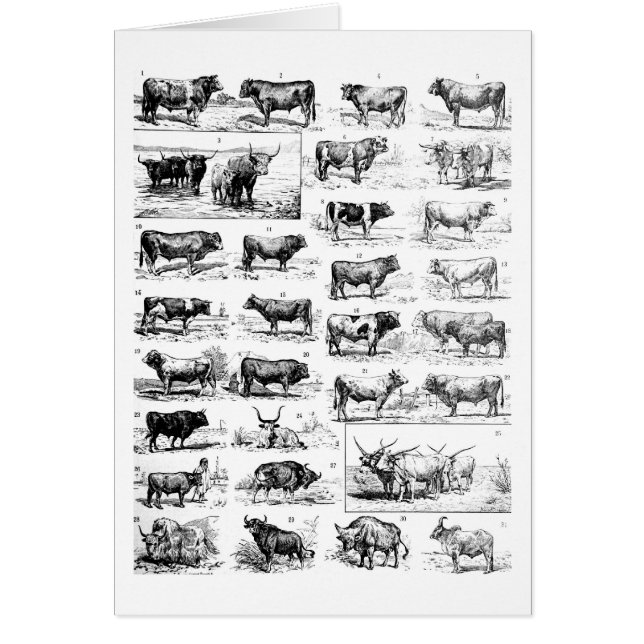 Nötkreaturs- kartlägga hälsningskort (Framsidan)