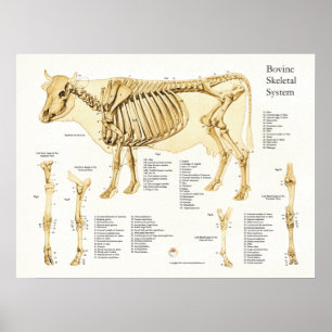 Nötkreaturs- Skeletal anatomiaffisch för ko Poster
