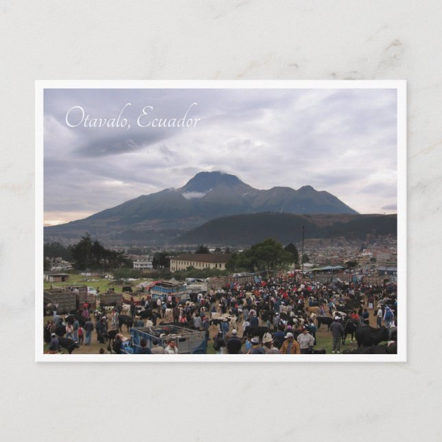 Nötkreatursmarknaden Otavalo, Ecuador, vykort (Framsida)