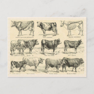 Nötkreatursraser, Frankrike, olika raser 4 Vykort