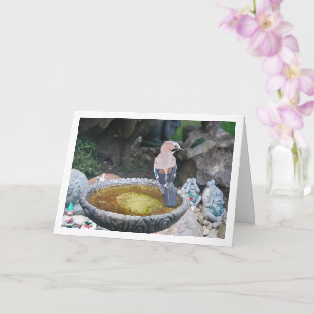 Nötskrika på fågelbad kort (Orkide)