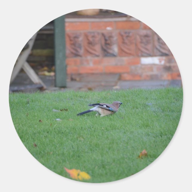 Nötskrika Runt Klistermärke (Framsida)