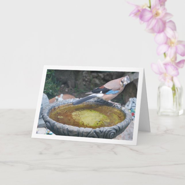 Nötskrika sittande på fågelbad kort (Orkide)