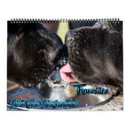 Notta Bear Foto Favoriter Kalender