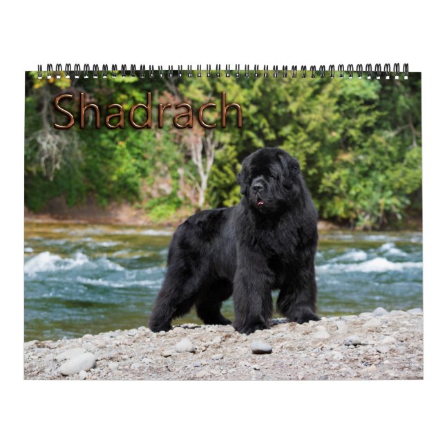 Notta Bear Newfoundlands År för Shadrach Kalender (Omslag)