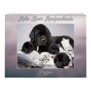 Notta Bear Newfoundlands år med valpar Kalender