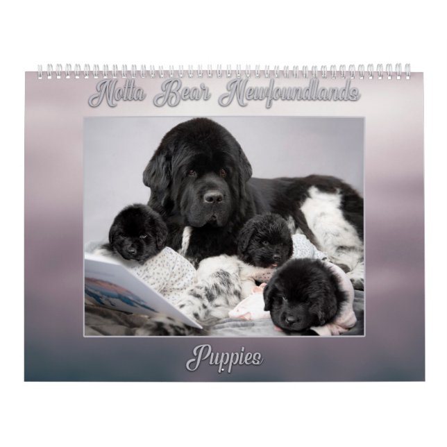 Notta Bear Newfoundlands år med valpar Kalender (Omslag)
