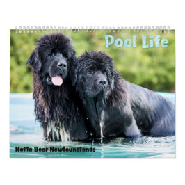 Notta Bear Newfoundlands Pool Kalender
