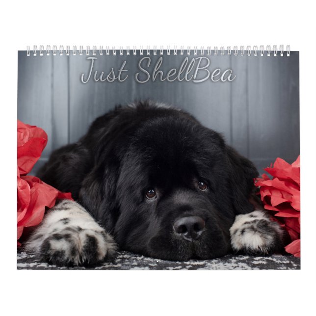 Notta Bear Newfoundlands ShellBea Calendar Kalender (Omslag)