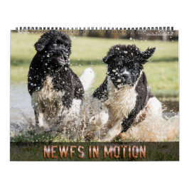 Notta Bear Newfs I Rörelse Kalender
