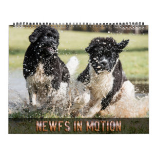 Notta Bear Newfs I Rörelse Kalender