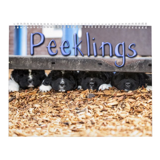 Notta Bear Peeklings Kalender (Omslag)