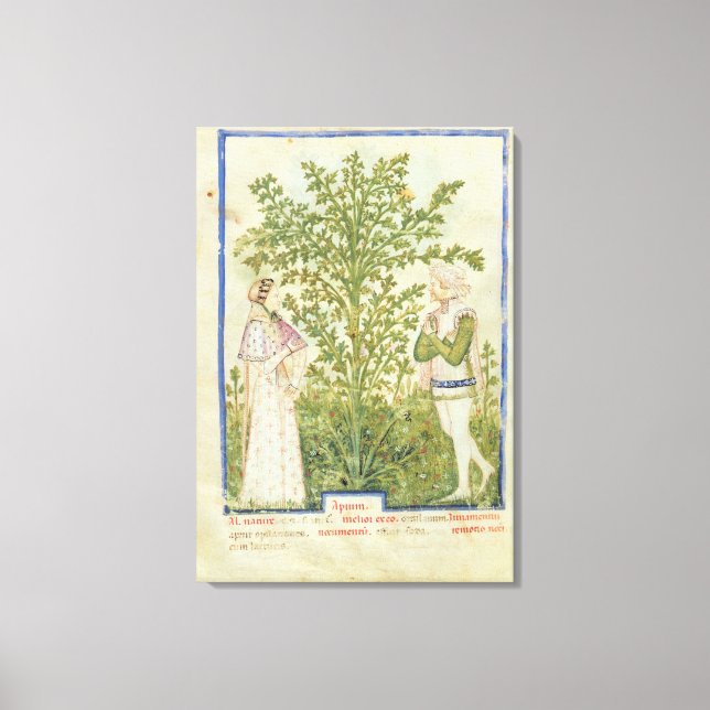 Nouv Acq Lat Celery från Tacuinum Sanitatis Canvastryck (Framsida)