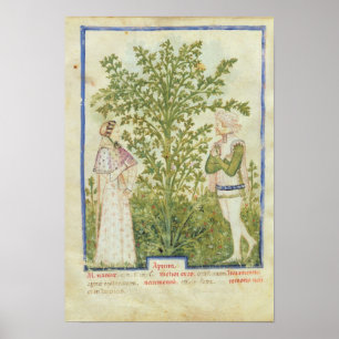 Nouv Acq Lat Celery från Tacuinum Sanitatis Poster