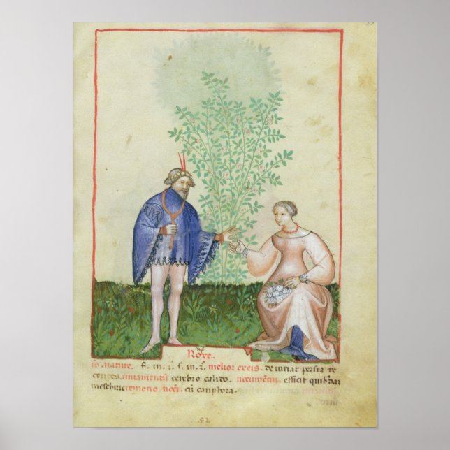 Nouv Acq LatRoses från Tacuinum Sanitatis Poster (Framsidan)