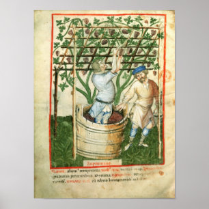 Nouv Acq Latsammankomst och trängs druvor Poster