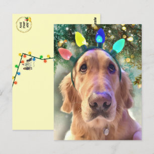Nova Golden Retriever jul Vykort