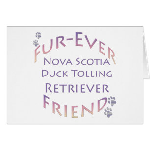 Nova Scotia Anka Tolling Furever Hälsningskort