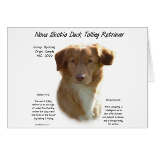 Nova Scotia Anka Tolling Retriever Historik Hälsningskort