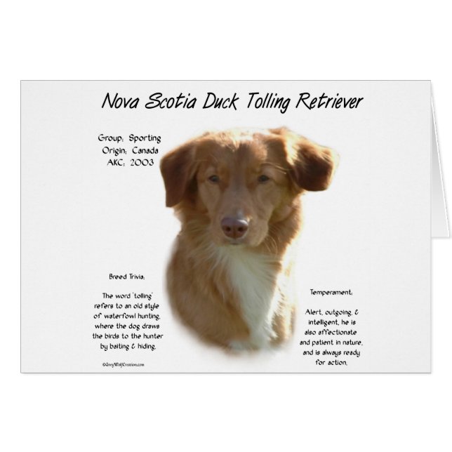 Nova Scotia Anka Tolling Retriever Historik Hälsningskort (Framsidan Horizontal)