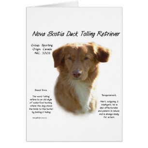 Nova Scotia Anka Tolling Retriever Historik Hälsningskort