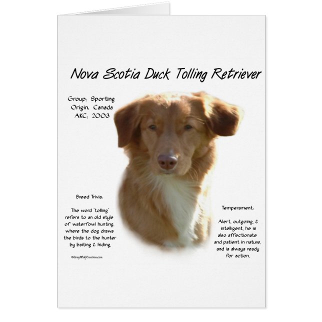 Nova Scotia Anka Tolling Retriever Historik Hälsningskort (Framsidan)