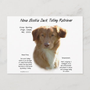 Nova Scotia Anka Tolling Retriever Historik Vykort