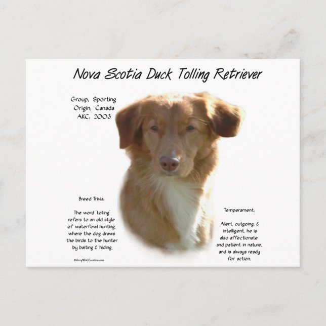 Nova Scotia Anka Tolling Retriever Historik Vykort (Framsida)