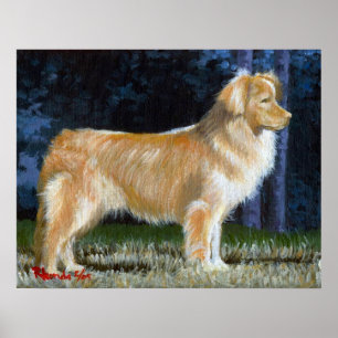 Nova Scotia Anka Tolling Retriever Hund Porträtt Poster