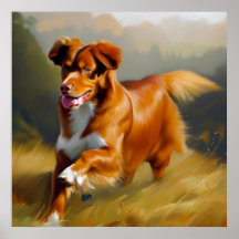 Nova Scotia Anka-Tolling Retriever Hund