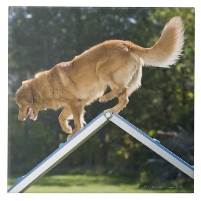 Nova Scotia anka-tolling retriever Kakelplatta (Framsidan)