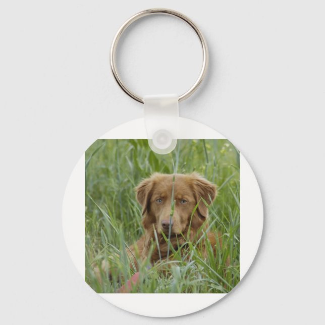 Nova Scotia Anka Tolling Retriever Nyckelring (Framsida)