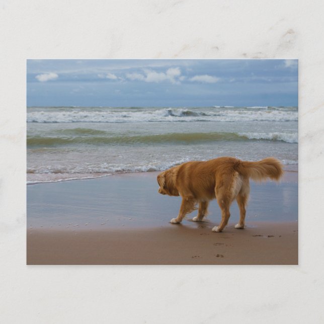 Nova Scotia Anka Tolling Retriever Ocean Cautie Vykort (Framsida)