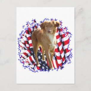 Nova Scotia Anka Tolling Retriever Patriot Vykort