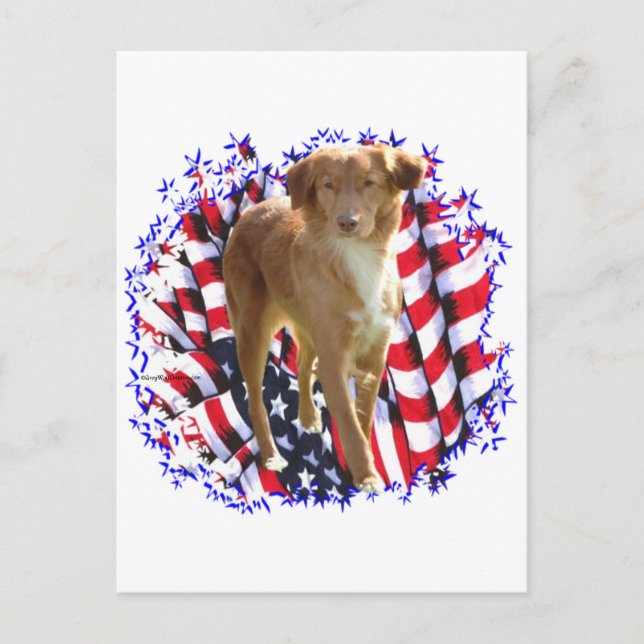 Nova Scotia Anka Tolling Retriever Patriot Vykort (Framsida)