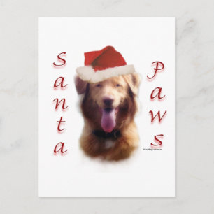 Nova Scotia Anka Tolling Retriever Santa Tassar Helg Vykort