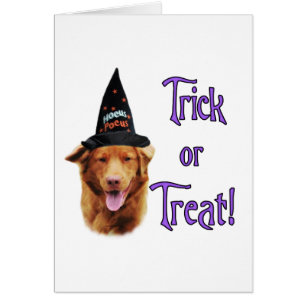 Nova Scotia Anka Tolling Retriever Trick Hälsningskort