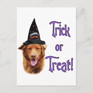 Nova Scotia Anka Tolling Retriever Trick Vykort