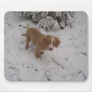 Nova_Scotia_Anka-Tolling_Retriever-valpen i snö Musmatta