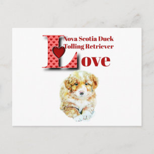 Nova Scotia Anka Tolling Retriever Vykort
