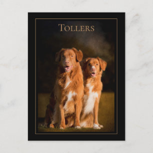 Nova Scotia Anka Tolling Retriever-vykort Vykort