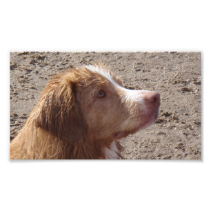 Nova_Scotia_Duck_Tolling_Retriever Fototryck