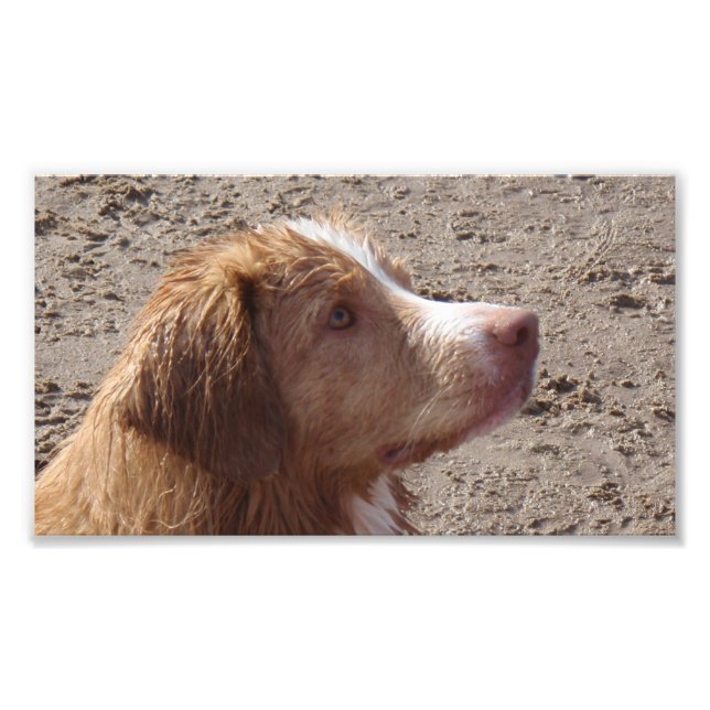 Nova_Scotia_Duck_Tolling_Retriever Fototryck (Framsidan)